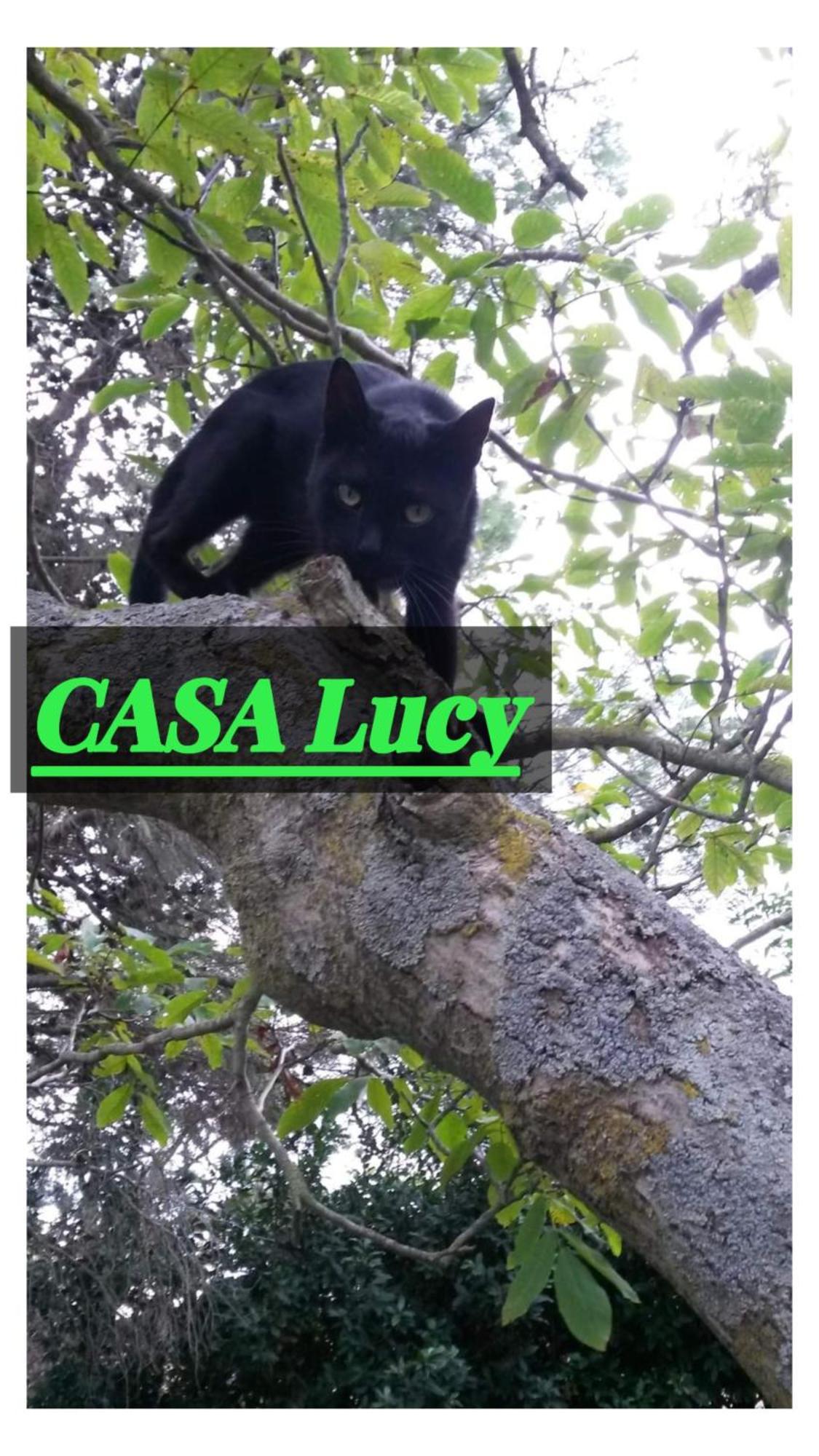 ピティリアーノCasa Lucyアパートメント エクステリア 写真